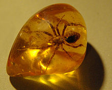 Spider in Amber